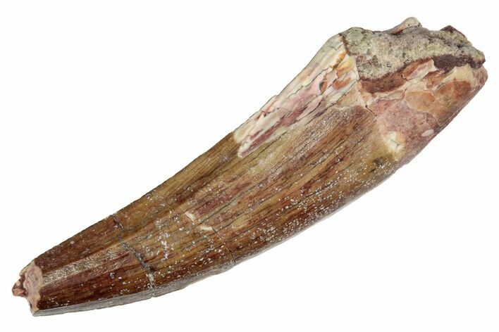 Spinosaurid Dinosaur (Suchomimus) Tooth - Niger #241088